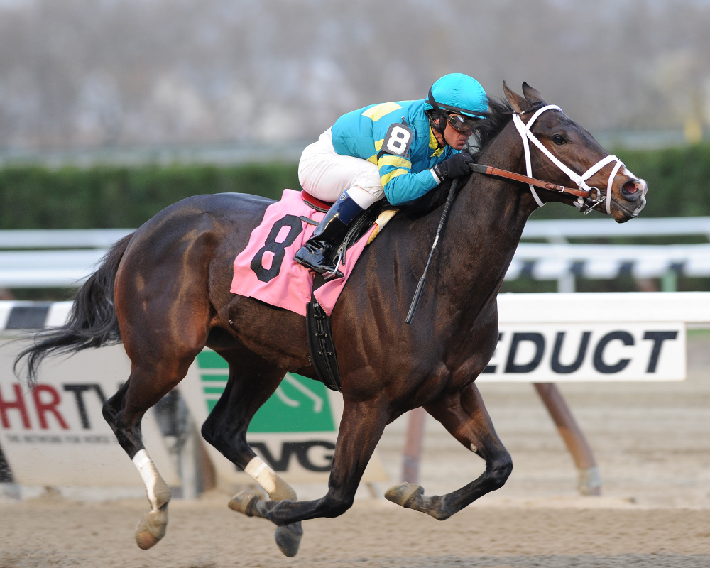 Comandante rocksolid winner of Thunder Rumble in stakes debut New